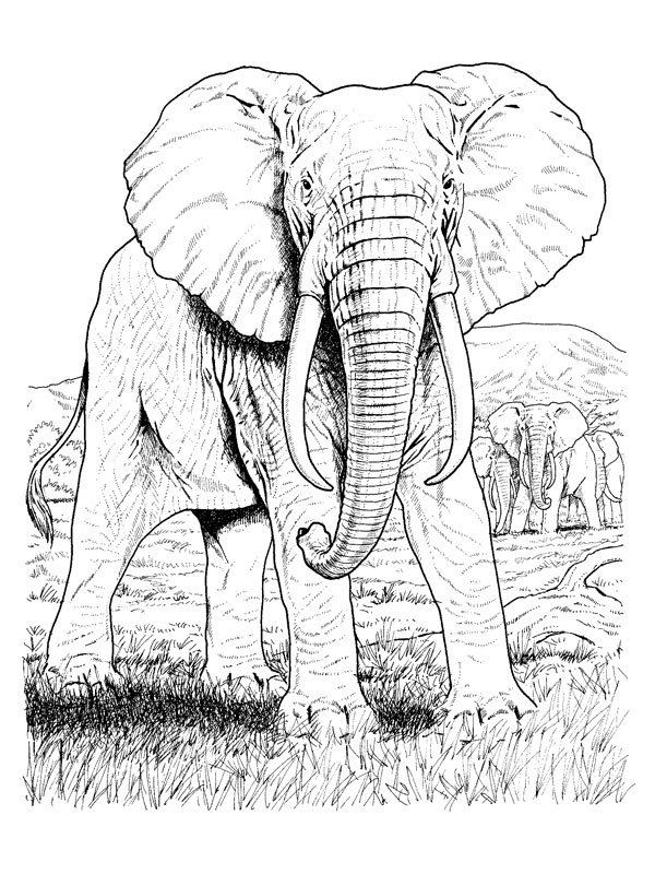 coloriage elephants dans la savane